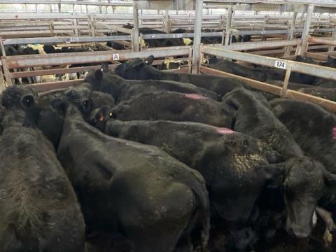 278 · 2 Angus X Grown Heifers