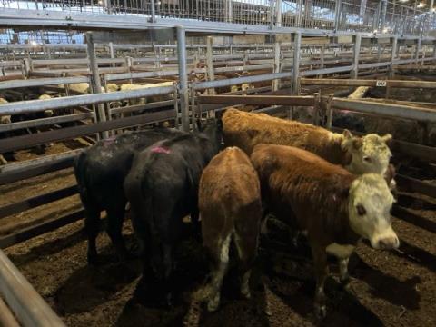 084 · 2 Angus X Angus Weaner Heifers