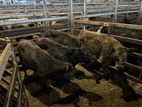 085 · 2 Murray Grey Weaner Heifers