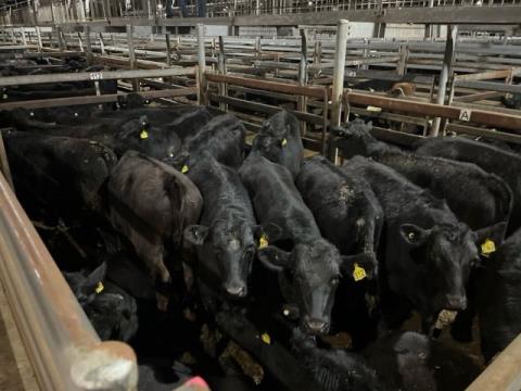 177 · 25 Angus X Weaner Steers