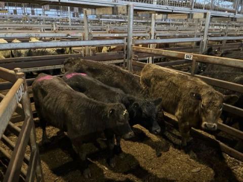 086 · 2 Murray Grey X Weaner Heifers