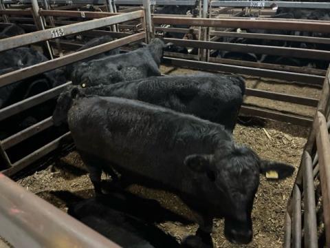 178 · 5 Angus X Weaner Steers