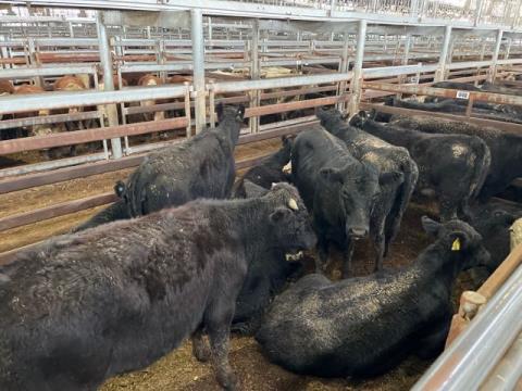 087 · 12 Angus X Heifer