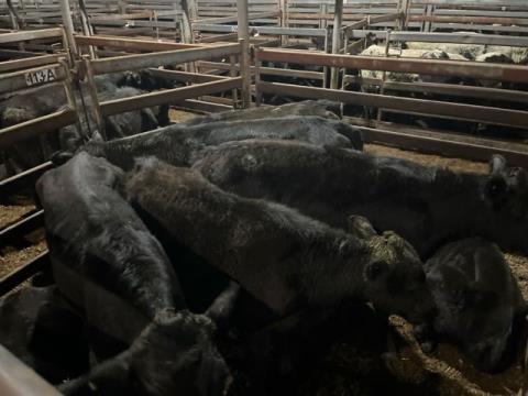 179 · 8 Angus X Weaner Steers