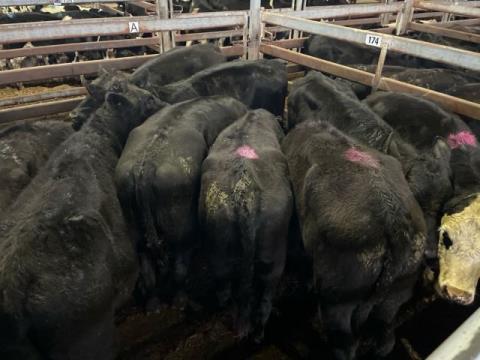 279 · 1 Hereford X Grown Heifers