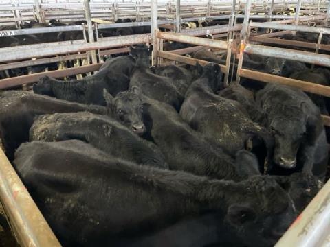 280 · 10 Angus X Grown Heifers