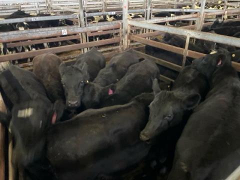 281 · 8 Speckle Park X Heifer