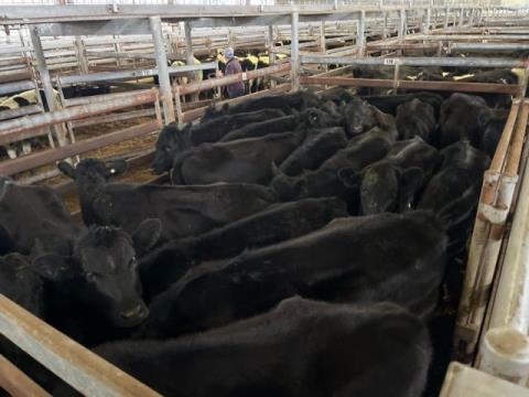 282 · 19 Angus X Heifer