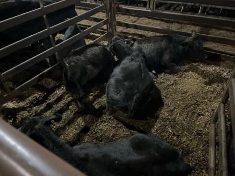 180 · 4 Angus X Weaner Steers