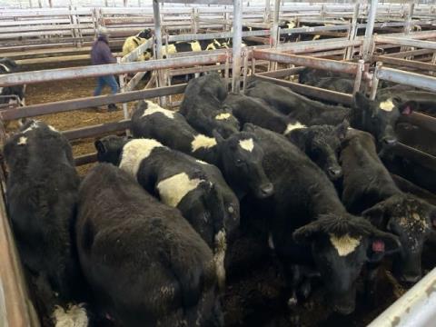 284 · 9 Speckle Park X Heifer