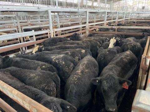 088 · 42 Angus X Heifer