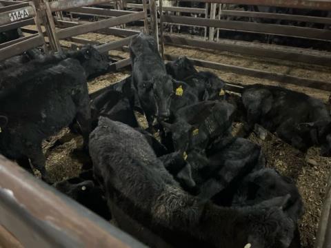 181 · 14 Angus X Weaner Steers