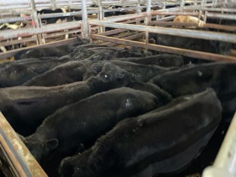 283 · 13 Angus X Heifer