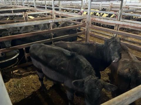 285 · 3 Angus X Heifer