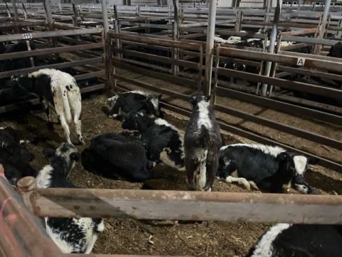 182 · 10 Speckle Park X Weaner Steers