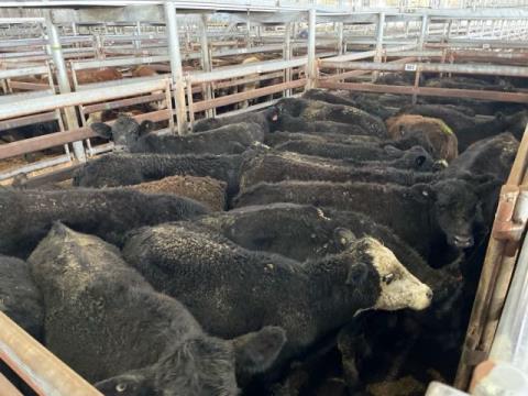 089 · 25 Angus X Heifer