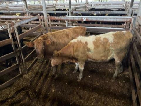 286 · 2 Charolais X Heifer
