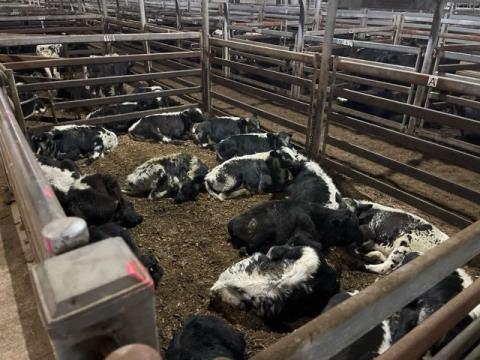 183 · 16 Speckle Park X Weaner Steers