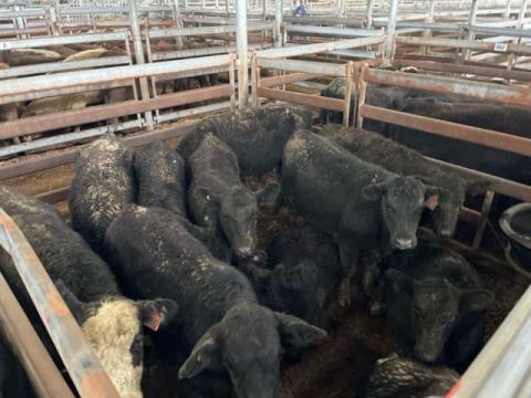 090 · 11 Angus X Heifer