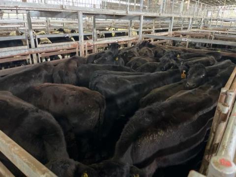 287 · 22 Angus X Heifer