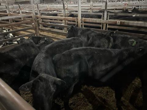184 · 12 Angus X Steer