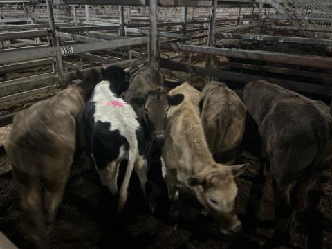 185 · 5 Murray Grey X Steer