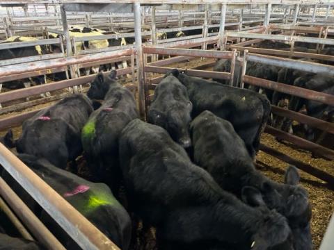 288 · 4 Angus X Heifer
