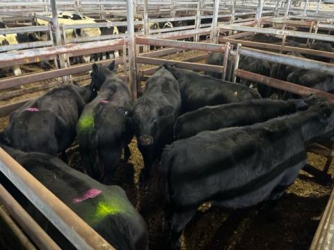 289 · 3 Angus X Heifer