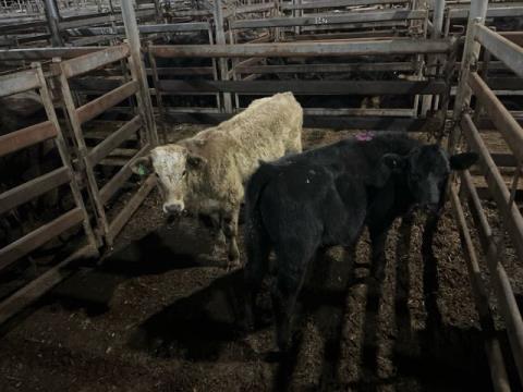 187 · 1 Charolais X Steer