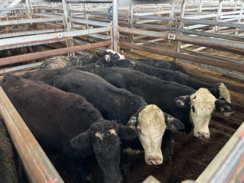 091 · 7 Angus X Heifer