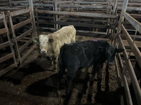 188 · 1 Angus X Steer