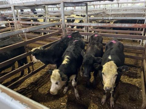 291 · 4 Angus X Heifer