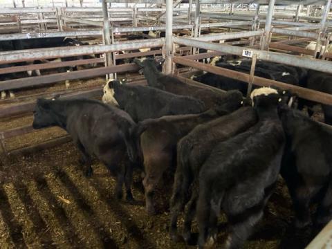 292 · 7 Angus X Heifer