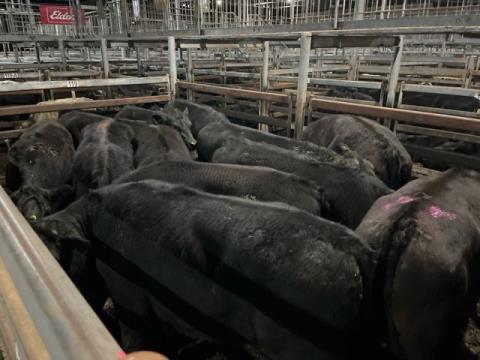 189 · 11 Angus X Grown Steers