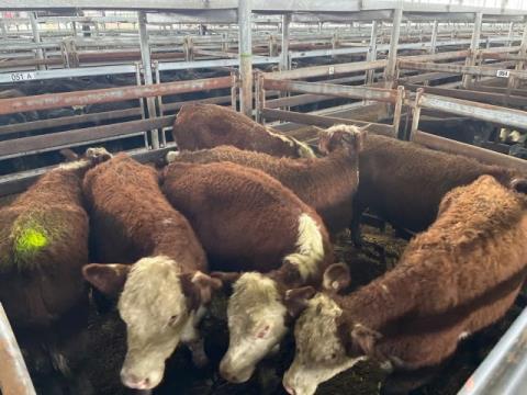 093 · 8 Hereford X Heifer