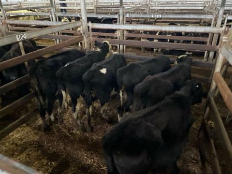 293 · 6 Hereford X Heifer