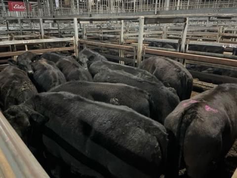 190 · 1 Angus X Grown Steers