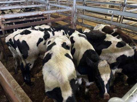 294 · 7 Friesian Grown Steers