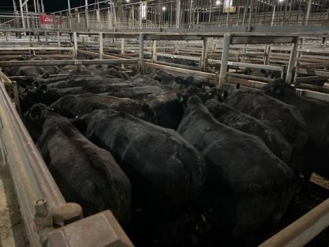 191 · 16 Angus X Grown Steers