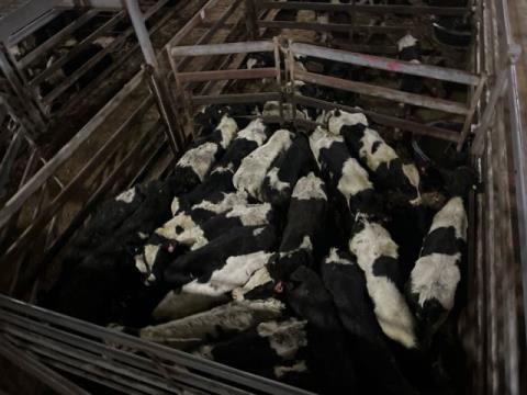 295 · 23 Friesian Weaner Steers
