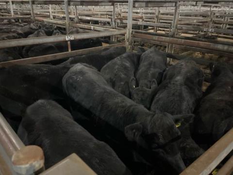 192 · 8 Angus X Grown Steers