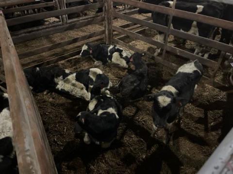 296 · 6 Friesian Weaner Steers