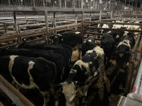 297 · 9 Friesian Steer