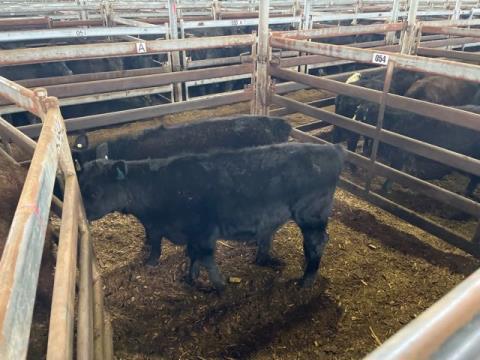 094 · 2 Angus Heifer