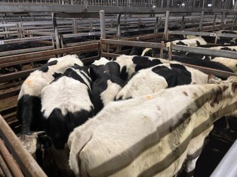 298 · 6 Friesian Grown Steers
