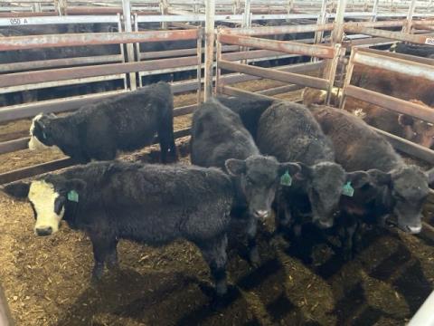 095 · 6 Angus Weaner Heifers