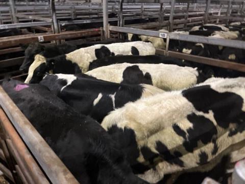 299 · 7 Friesian Grown Steers