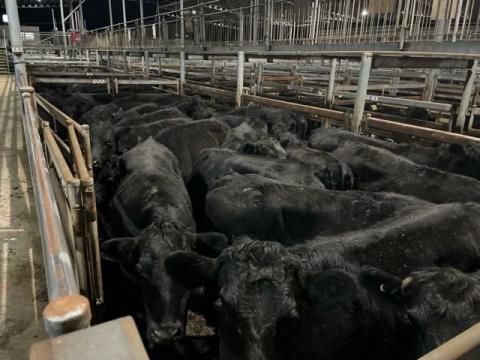 193 · 23 Angus X Grown Steers
