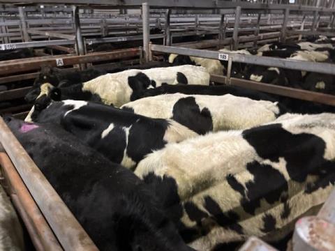 300 · 1 Friesian Grown Steers