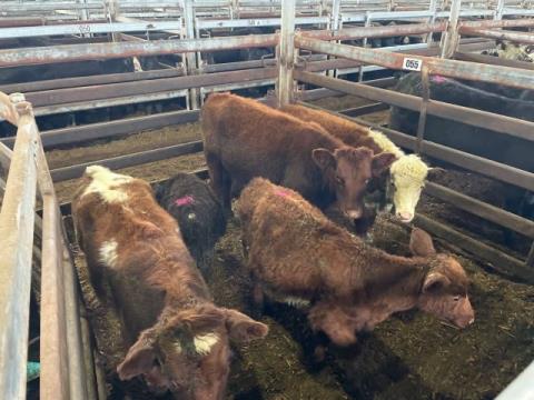 096 · 3 Shorthorn Weaner Heifers